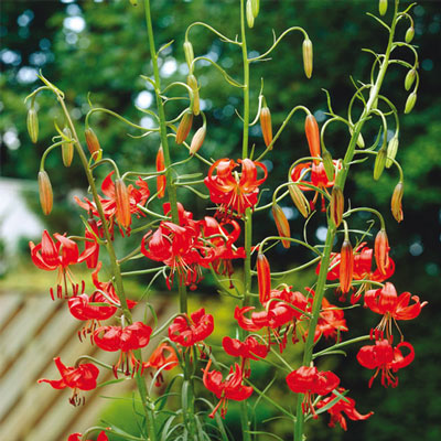 Old-Favorite Lilies Tenuifolium