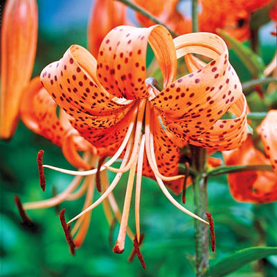 Old-Favorite Lilies Tigrinum Splendens