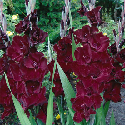 Hybrid Gladiolus Belle de Nuit