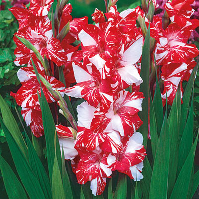 Hybrid Gladiolus Zizane