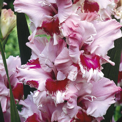Hybrid Gladiolus That's Love