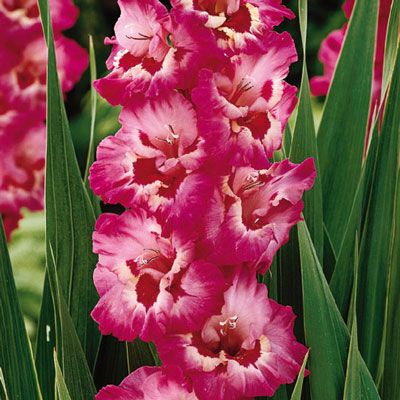 Hybrid Gladiolus Vandohla