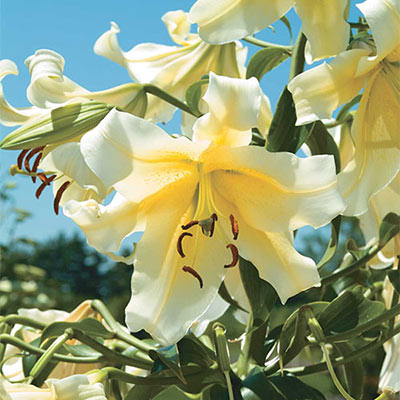 Giant Hybrid Lily Big Brother