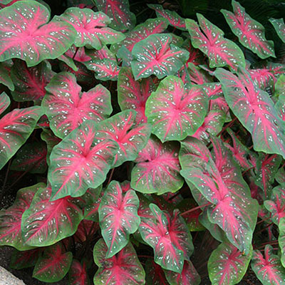 Caladium Red Flash | K. van Bourgondien