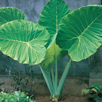 Odora Alocasia