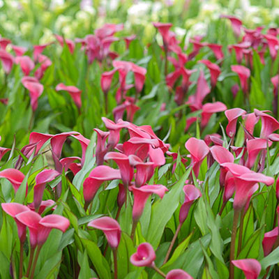 Free-Flowering Hybrid Calla Lily Garnet Glow
