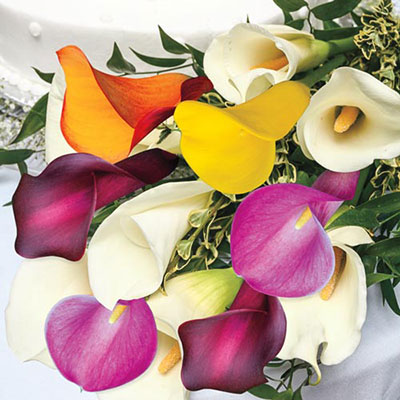 Hybrid Calla Lilies Mix