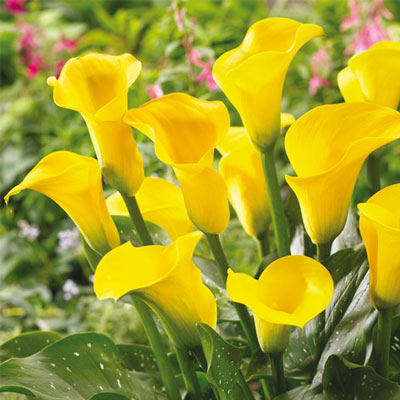Hybrid Calla Lilies Millennium Gold