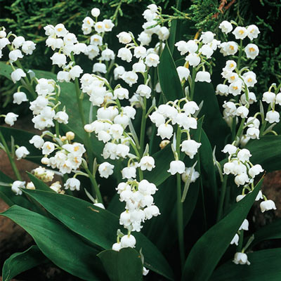 Convallaria majalis (Lily-of-the-Valley)