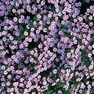 Saponaria ocymoides (Cote d'Azur Pinks)