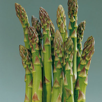 Asparagus Jersey Knight