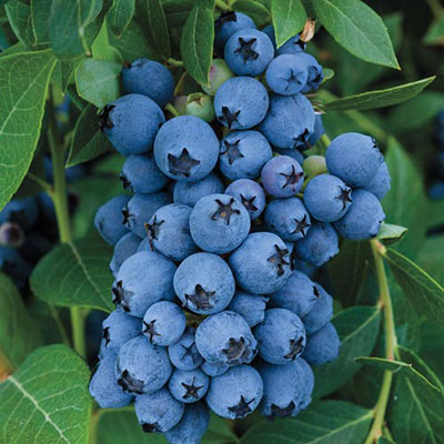 Blueberry Earliblue