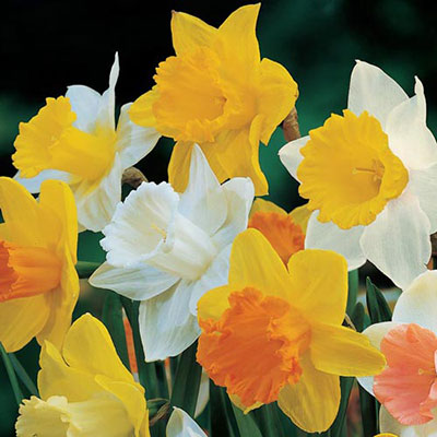 Mixed Trumpet Daffodils for Naturalizing