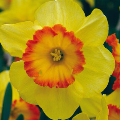 Large Cupped Daffodil Delibes