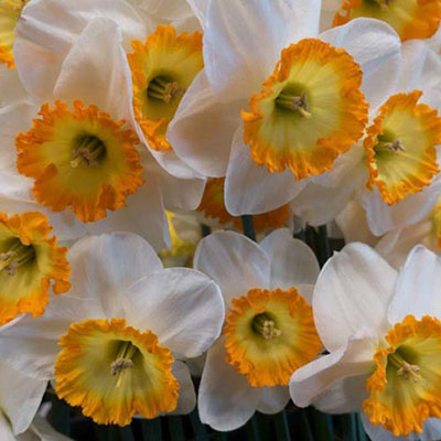 Large Cupped Daffodil Roulette
