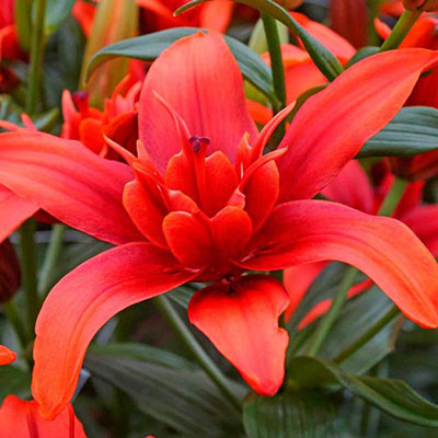 Asiatic Lily Red Twin<sup>®</sup>