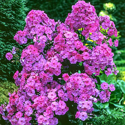 Blue Boy Hybrid Tall Phlox