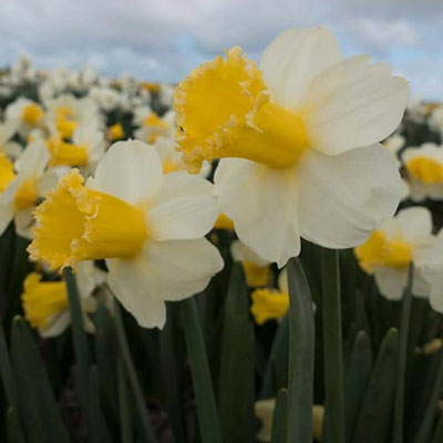 Daffodil (Narcissus) Bulbs: Large Cupped Sugar Dipped