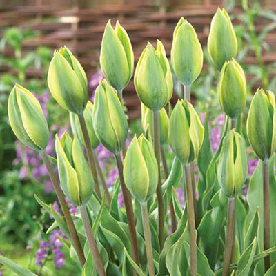 Mayflowering Tulip Evergreen