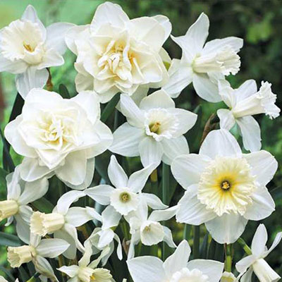 White Daffodil Blend