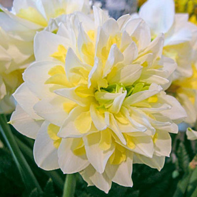 Double Daffodil Irene Copeland