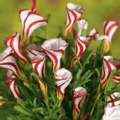 Oxalis versicolor (Candy Cane Sorrel)