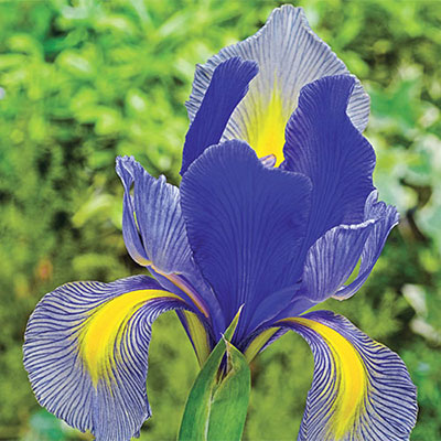 Dutch Iris Gipsy Beauty<sup>®</sup>