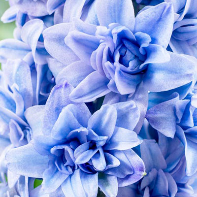 Double Hyacinth Blue Tango