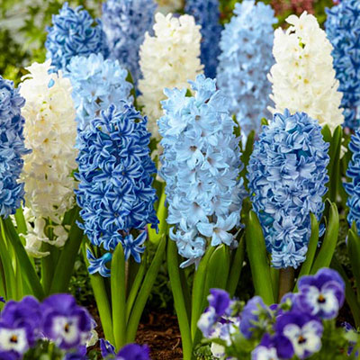 Blue-White Hyacinth Blend