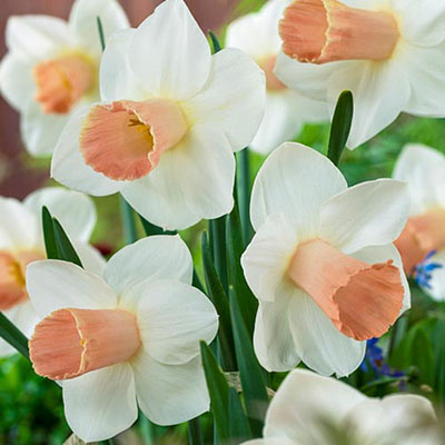 Trumpet Daffodil Pink Silk