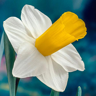 Trumpet Daffodil Bravoure