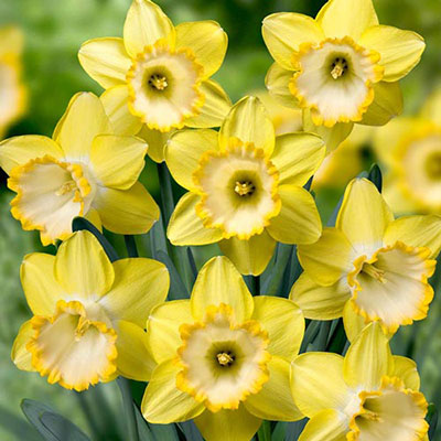 Daffodil Bulbs (Narcissus): Alexis Beauty Daffodil