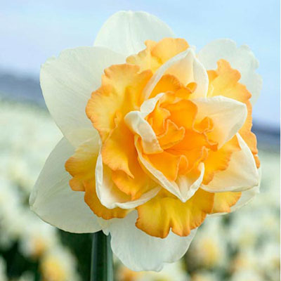Double Daffodil Golden Pearl