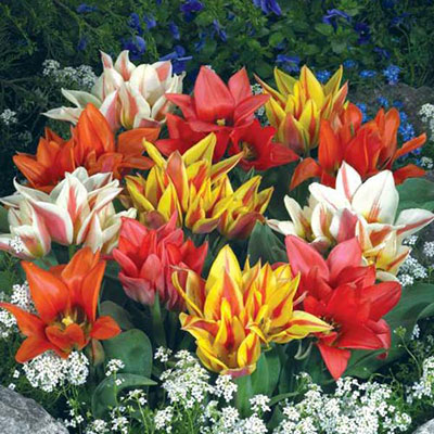 Bouquet Tulip Border