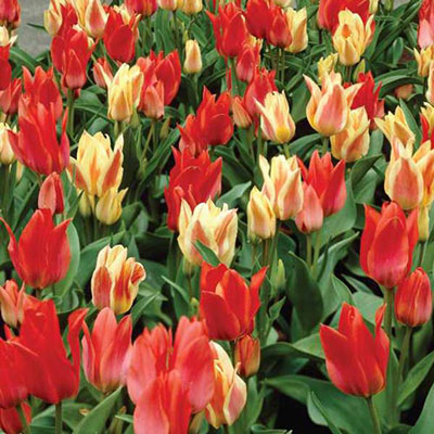 Bouquet Tulip Border