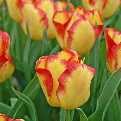 Tulip Bulbs for Planting: Triumph Tulip Cape Town