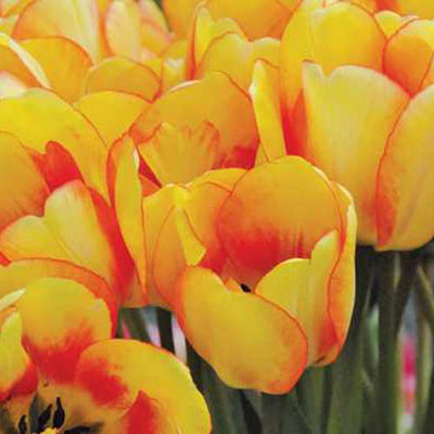 Darwin Hybrid Tulip Beauty of Spring