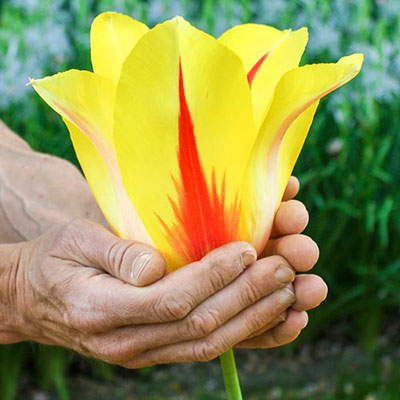 Lefeber Hybrid Tulip Hocus Pocus