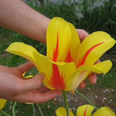 Lefeber Hybrid Tulip Hocus Pocus