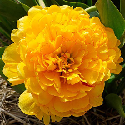 Double Peony Tulip Yellow Pomponette