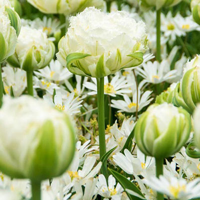 Double Fringed Tulip Snow Crystal