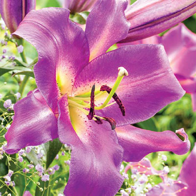 Giant Orienpet Lily Purple Lady