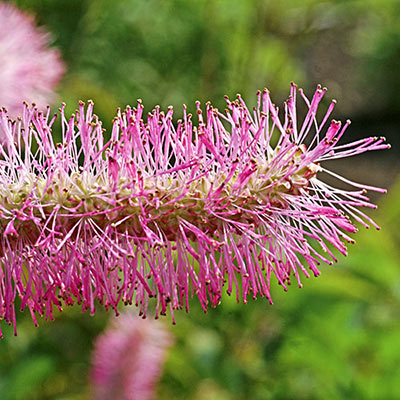 Bottlebrush Plant (Sanguisorba obtusa)