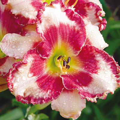 Daylily Dare to Love
