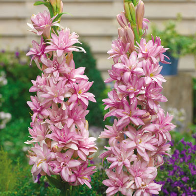 Tuberoses (Polianthes) Pink Sapphire