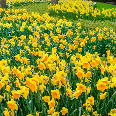 Drifts of Yellow Daffodil Collection