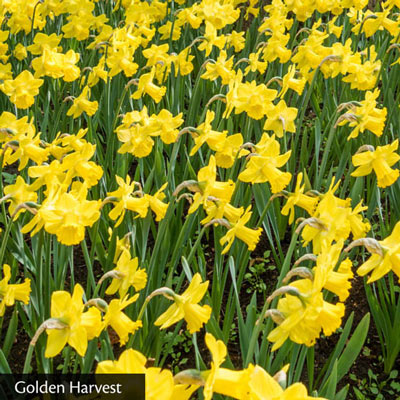 Drifts of Yellow Daffodil Collection