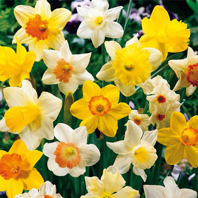 Most Popular Daffodil Collection