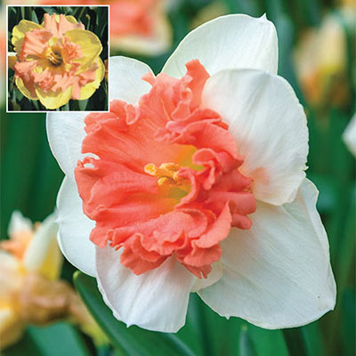 Large Cupped Daffodil Vanilla Peach