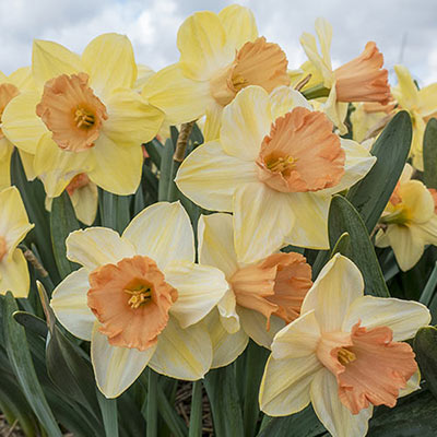 Large Cupped Daffodil Tickled Pinkeen